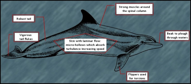 Dolphin Hydrodynamism