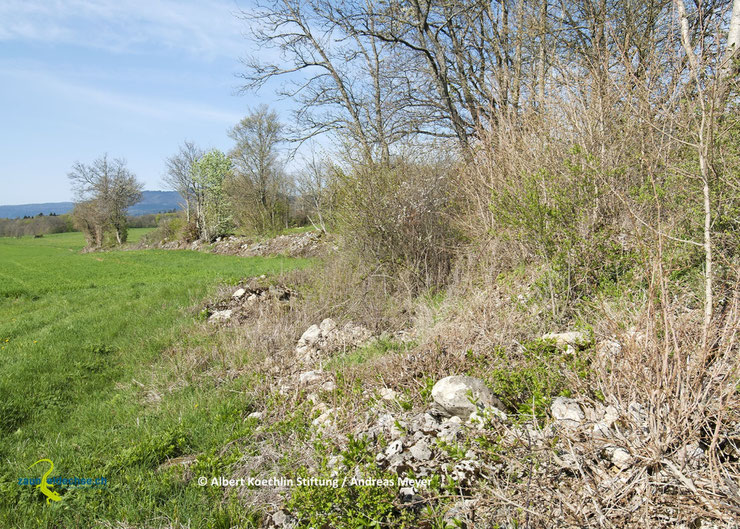 Hecken stellen für Zauneidechsen einen idealen Lebensraum dar, wenn sie durch einen Kraut- oder Altgrassaum und auf der Sonnseite durch Stein- oder Asthaufen ergänzt werden.