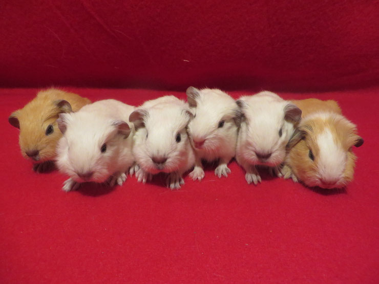 Home S M Meerschweinchenranch