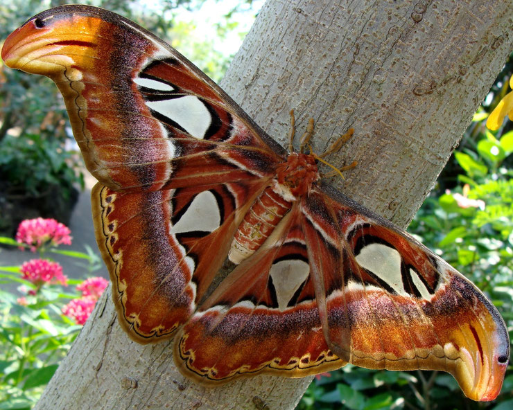Lepidoptere Attacus / Lepidopteran Attacus
