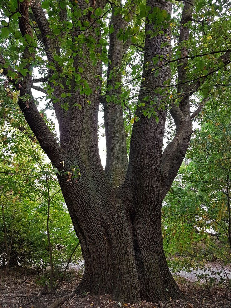 Eiche am Stößensee in Berlin