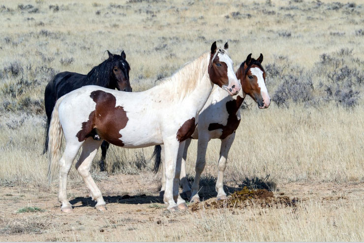 mustang  fiche cheval chevaux animaux origine caractere comportement robe race