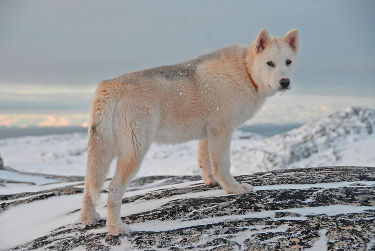 groenlandais chien de traineau