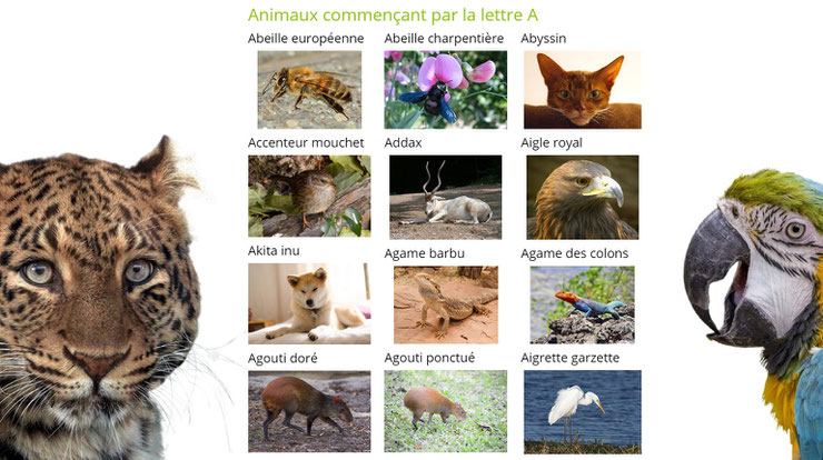 liste des animaux par ordre alphabétique avec des images la lettre A