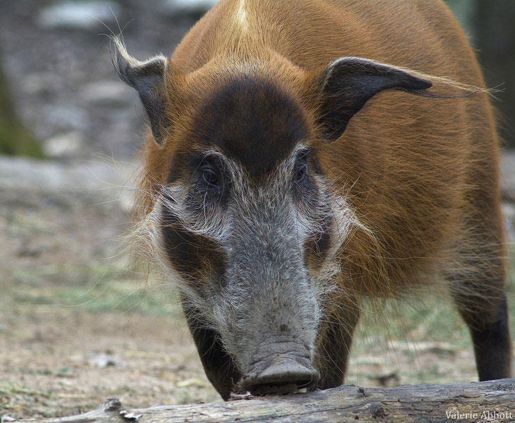 potamochere fiche animaux suides animal fact red river hog