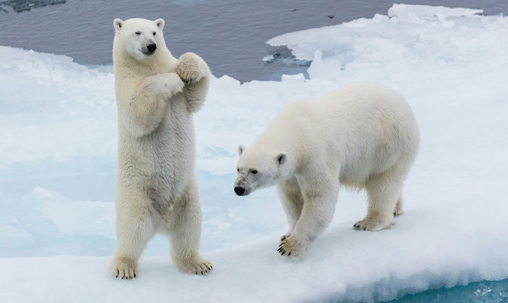 L'ours polaire, un animal errant en quête de nourriture