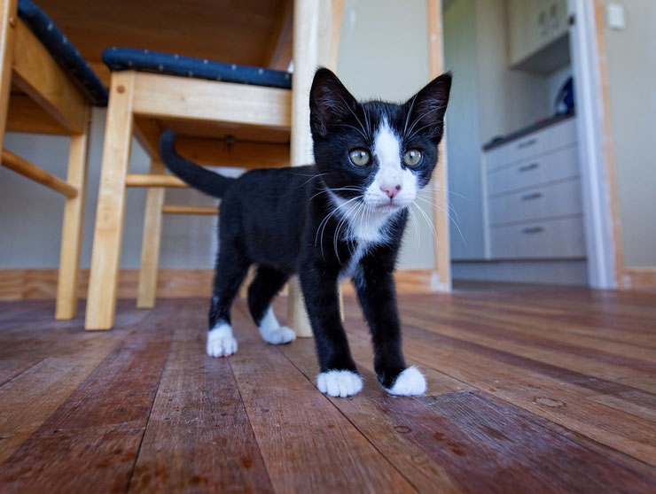 photo chaton noir et blanc felix le chat dans la cuisine cat kitten in the kitchen black and white