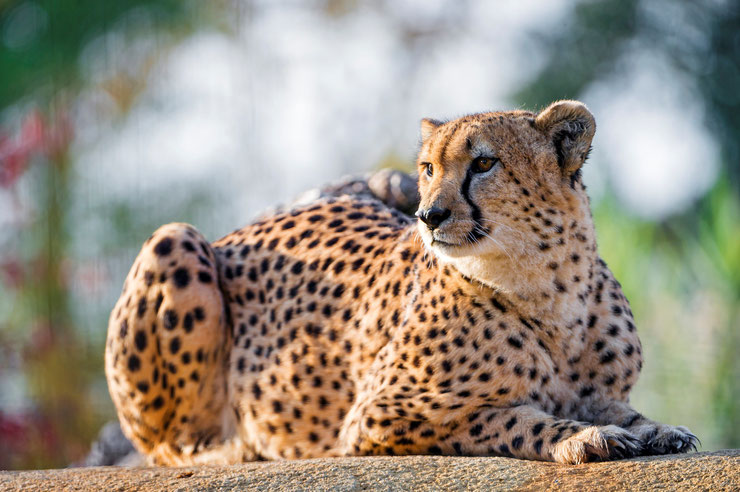 cheetah guepard