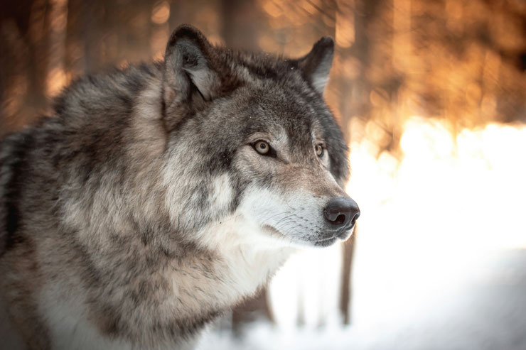 loup animal totem amerindien