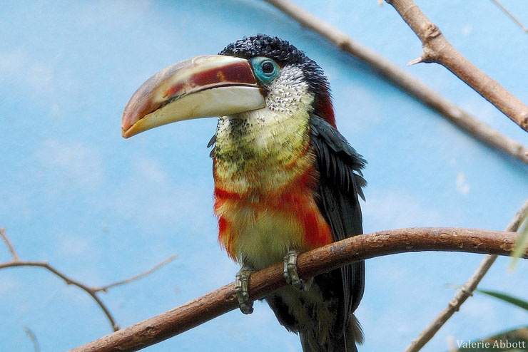 aracari de beauharnais fiche animaux oiseaux animal fact bird curl crested aracari