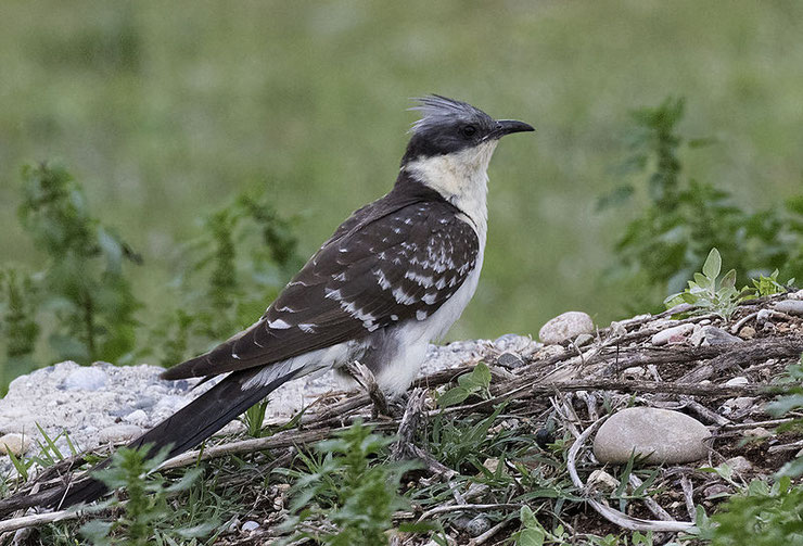 fiche animaux oiseaux coucou geai taille poids habitat distribution