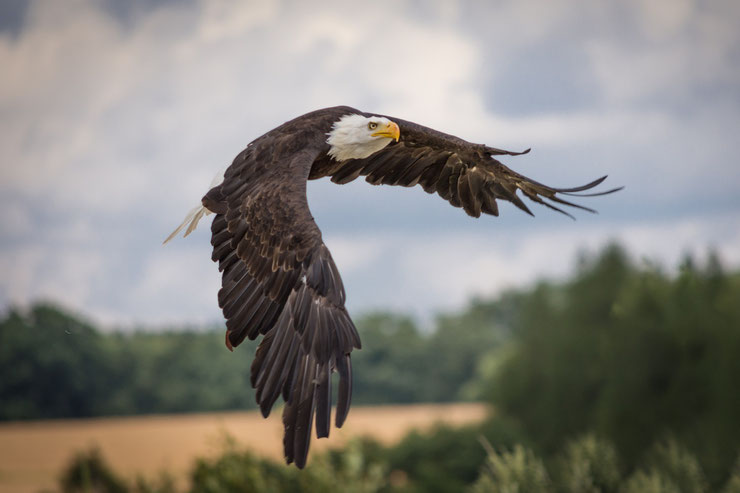 pygargue a tete blanche en vol oiseaux rapace