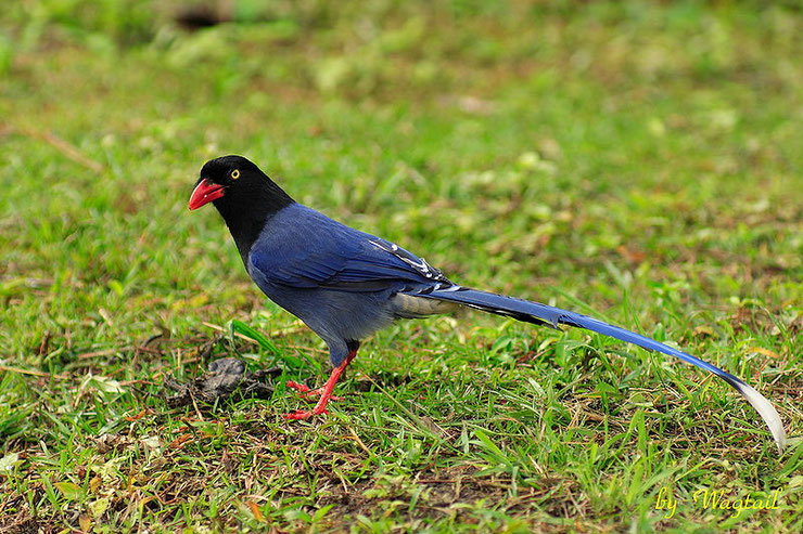 fiche oiseaux asie pirolle de taiwan animal facts bird blue magpie Urocissa caerulea