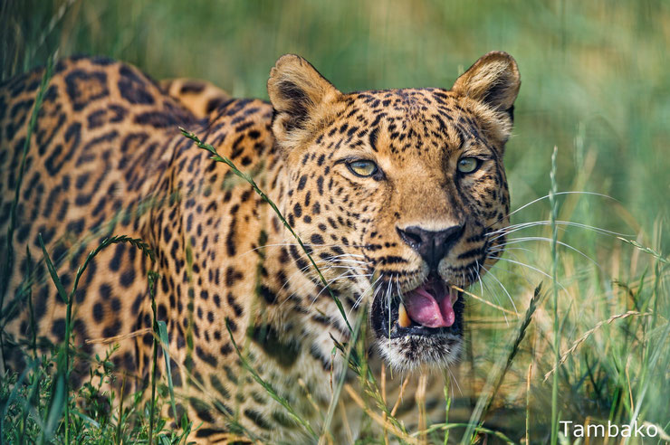 african leopard savannah 