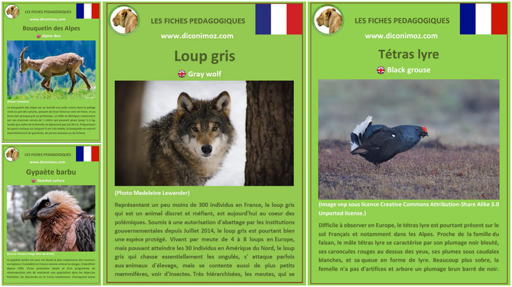 fiche animaux des montagnes francaises à telecharger et a imprimer pdf habitat taille poids reproduction alimentation bouquetin gypaete barbu loup gris tetras lyre