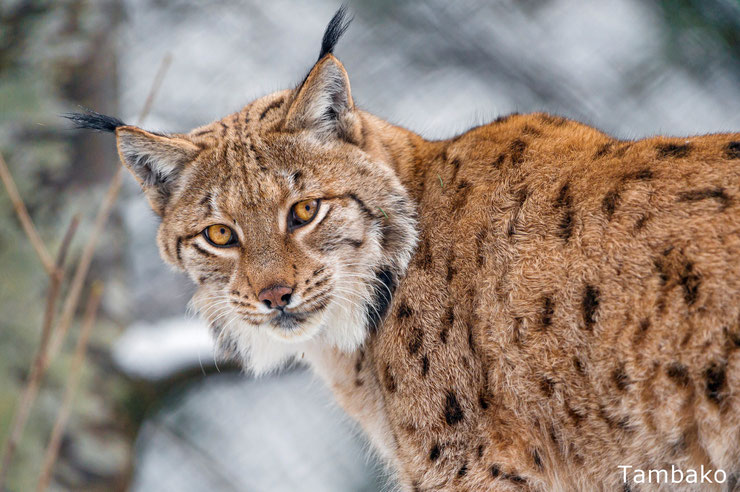 lynx fiche animaux