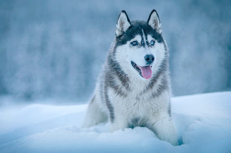 chien vedette de cinema husky antartica l'appel de la foret