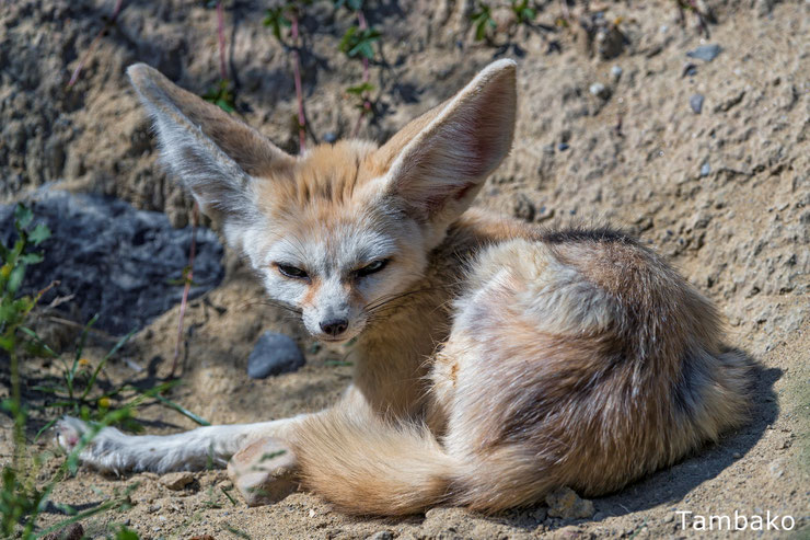 fennec renard des sables fiches animaux animal facts sand fennec fox