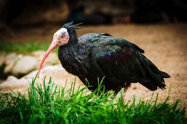 ibis chauve Geronticus eremita fiche oiseaux