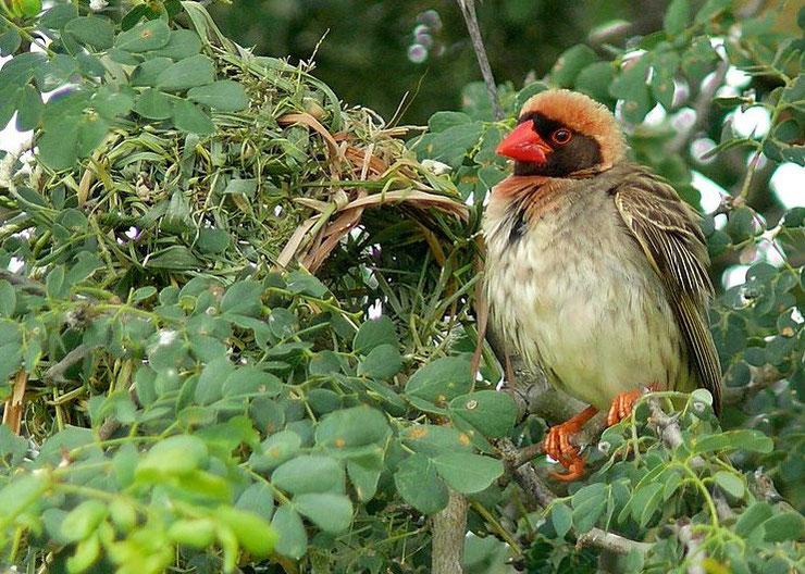 quelea travailleur a bec rouge red-billed fiche oiseaux afrique