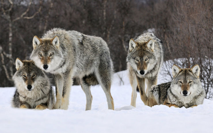 meute de loup definition vocabulaire