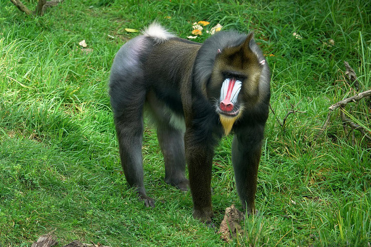 monkey mandrill fiche primate singe animals