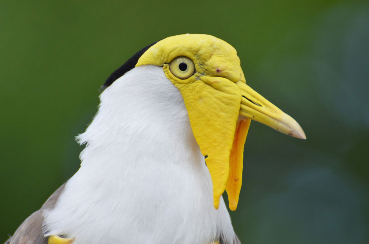 vanneau soldat taille poids habitat repartition longevite