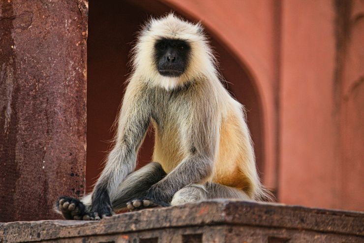 singe inde jaipur