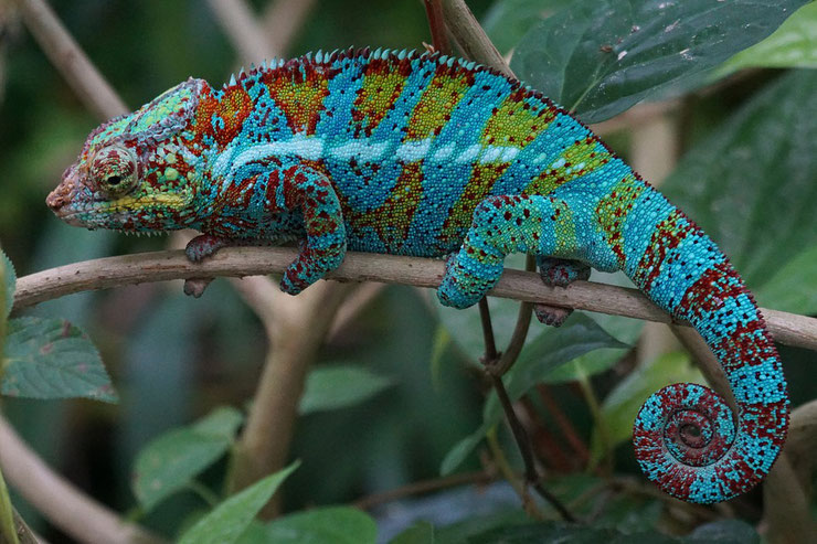 Animaux madagascar cameleon panthere