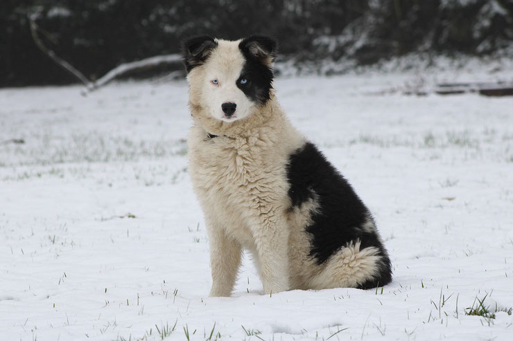 Laïka de Sibérie chien de traineau