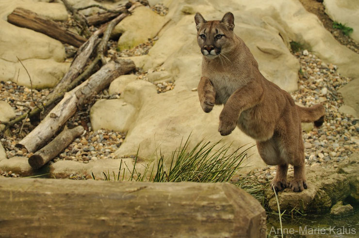 puma ou couguar amerique du nord montagne rocheuses nom different canada france