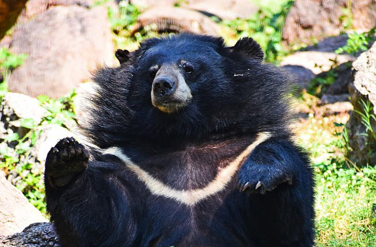 ours a collier fiche animaux animal facts himalayan black bear