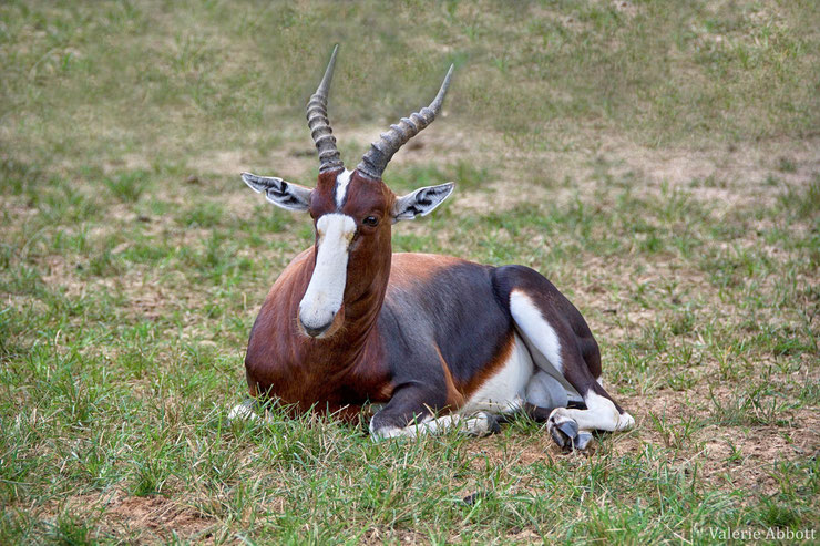 damalisque à front blanc blesbok