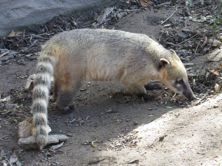 liste des animaux d'amazonie coati