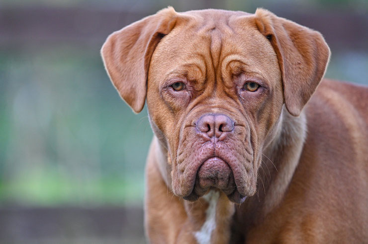 dogue de bordeaux fiche chien race caractere originie sante couleur poil  animaux