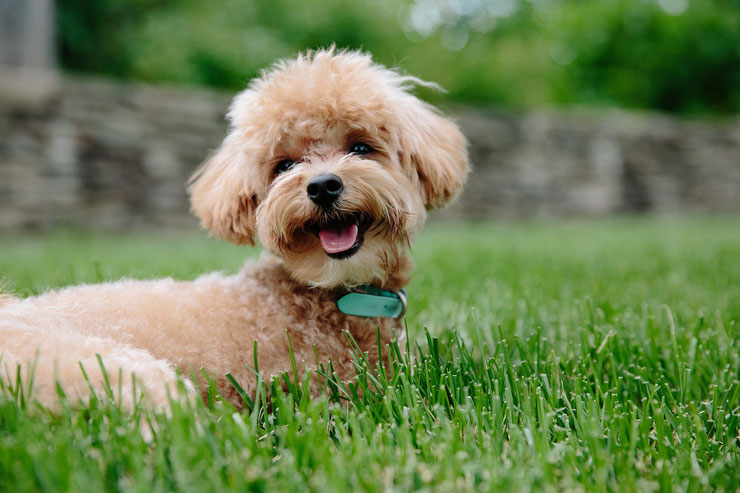 caniche poodle fiche animaux chien