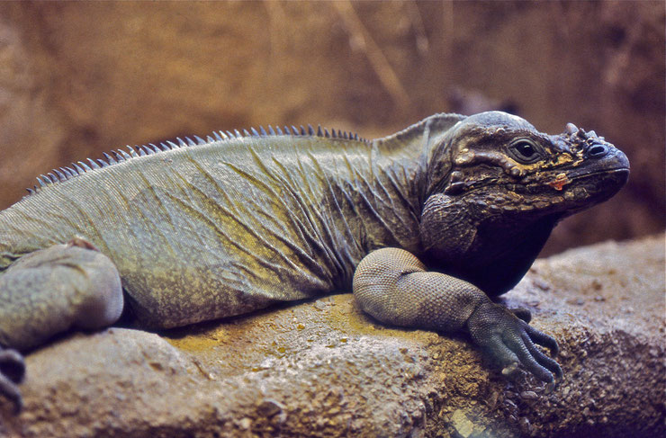 iguane rhinoceros fiche animaux reptile iguana cyclura cornuta poids taille comportement habitat alimentation reproduction