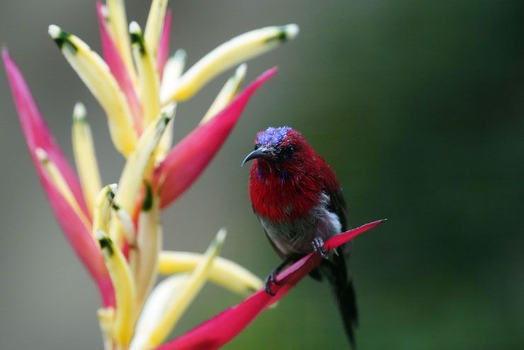 souimanga ecarlate java sunbird souimanga cramoisi fiche oiseaux