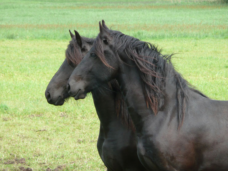 animaux noirs cheval frison
