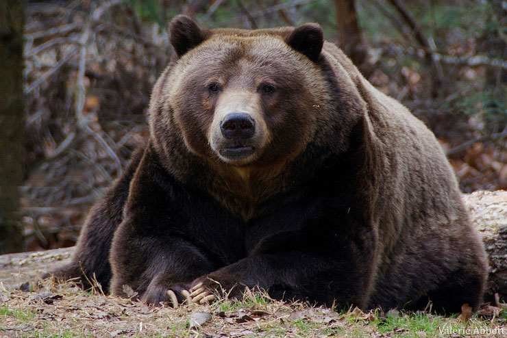 ours brun grizzly fiche animaux animal fact grizzly bear