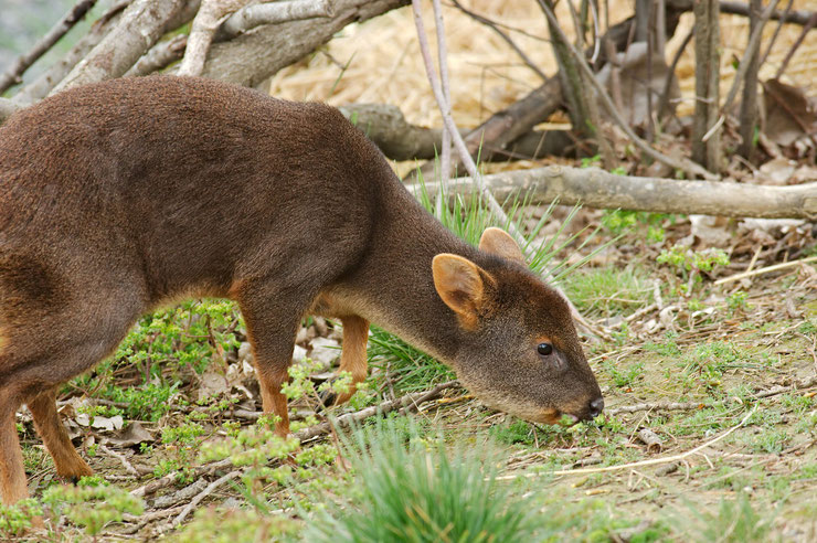 pudu des andes fiches animaux