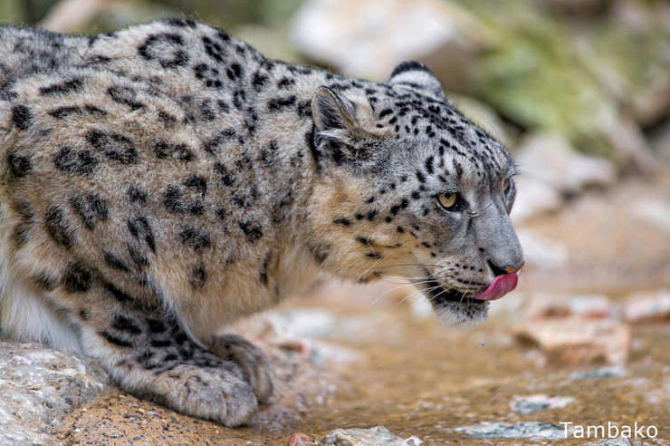 panthera uncia once panthere des neiges en train de boire