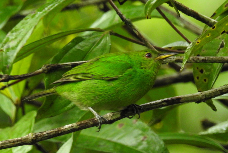 tangara emeraude femelle fiche oiseaux animaux Chlorophanes spiza animal facts bird