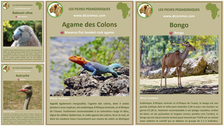 fiches animaux sauvages afrique à telecharger et a imprimer pdf download animal fact africa bongo agame des colons babouin olive autruche