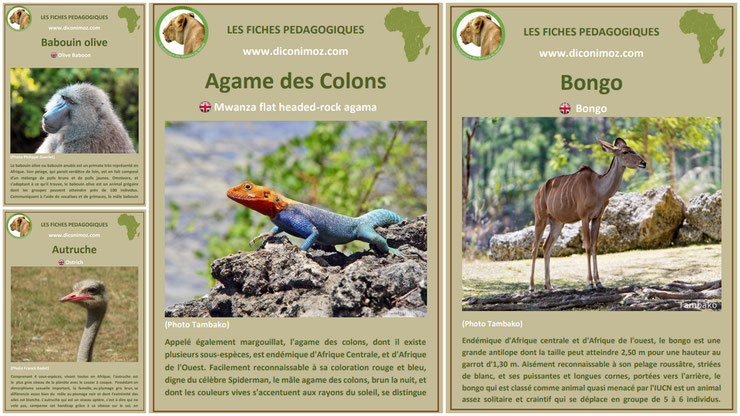 fiches animaux sauvages afrique à telecharger et a imprimer pdf download animal fact africa bongo agame des colons babouin olive autruche