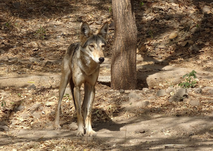 loup des indes indien fiche animaux indian wold animal facts 