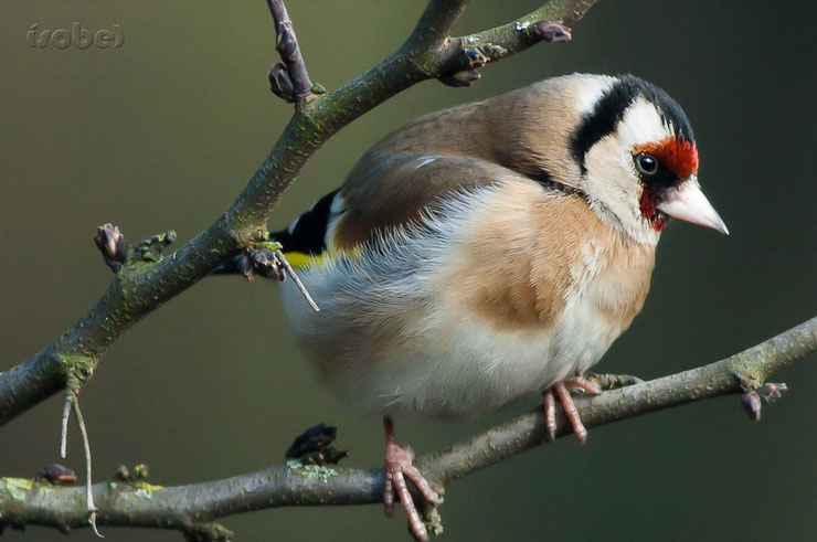 les oiseaux de nos jardins le chardonneret élégant