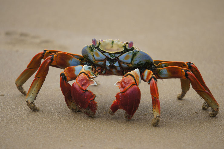 crabe rouge de rocher comportement taille poids répartition habitat