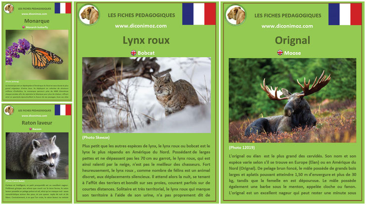 fiches animaux du canada et du quebec pdf a telecharger et à imprimer pour l'ecole ou la maison canadian animals fact orignal raton laveur monarque lynx roux