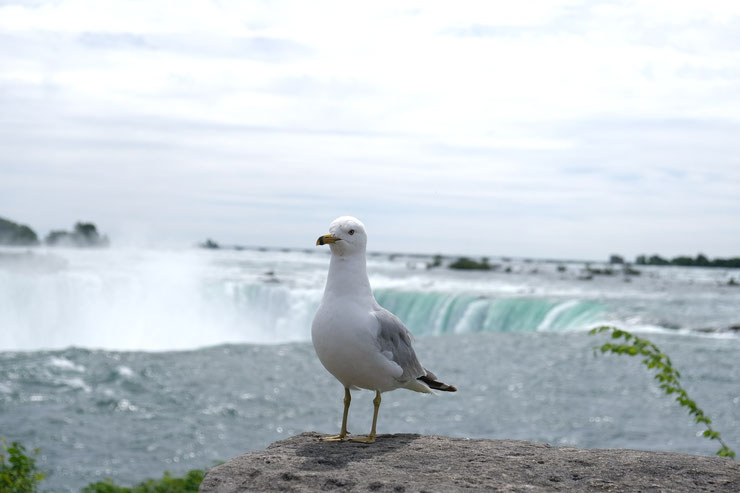 mouette seagull chutes su Niagara falls